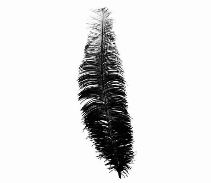 Ostrich Feathers Black / White / Red - Image 3