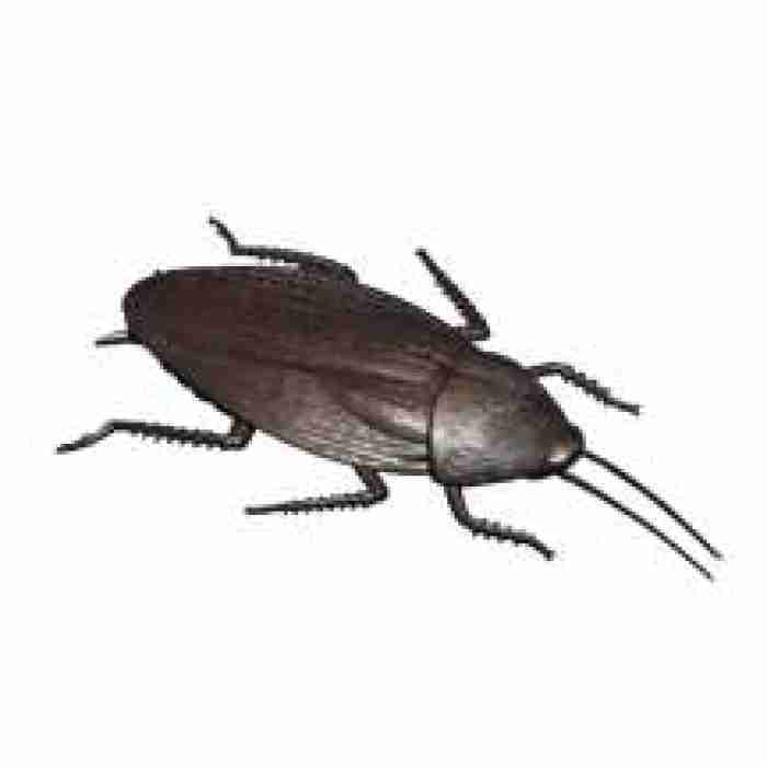 Cockroach Jumbo 5