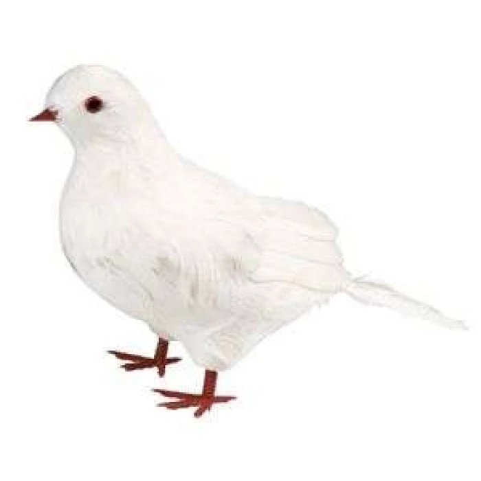 Dove - Image 1