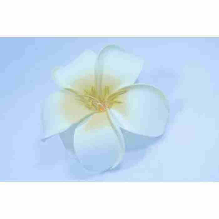Hawaaiin Flower Hair Clip White DSC0295