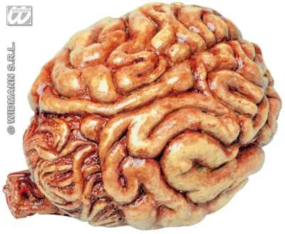 Human Size Brain 8154C