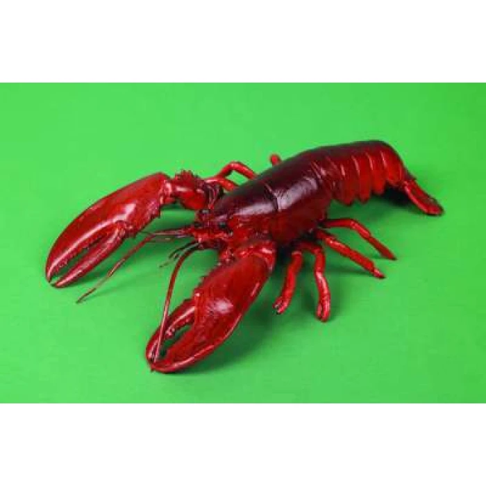 Lobster - Image 1