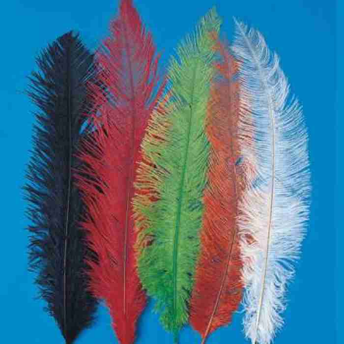 Ostrich Feathers Multicolor