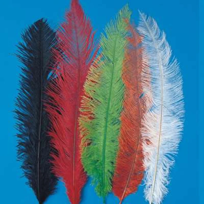 Ostrich Feathers - Image 1