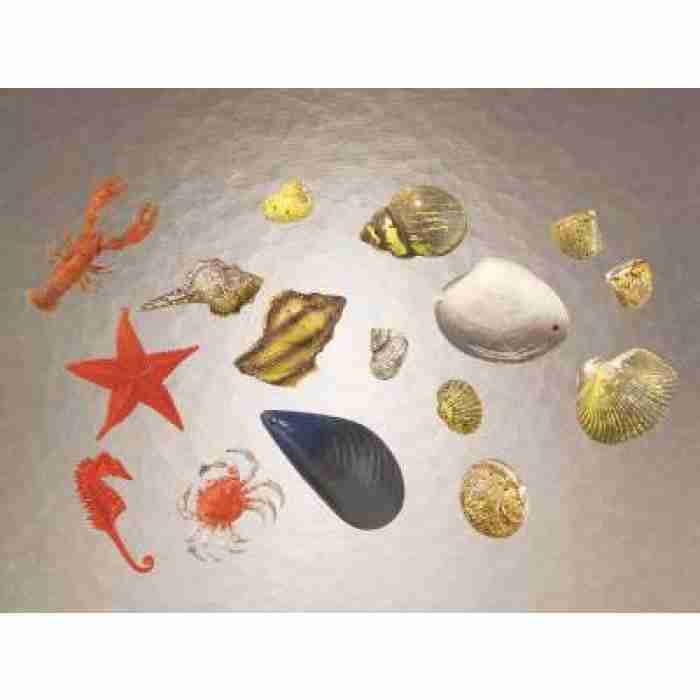 Sea Shells accessory