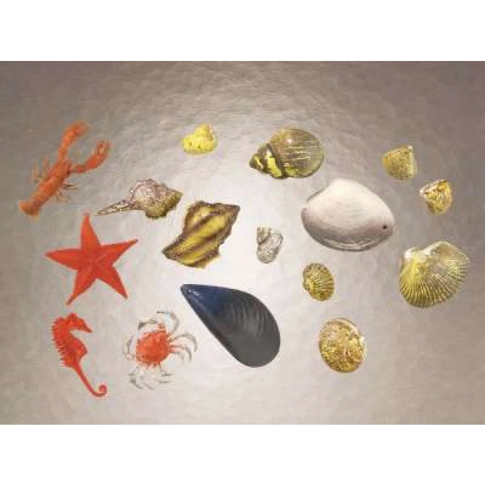 Sea Shells - Image 1