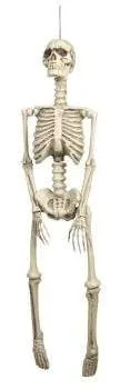 Skeleton