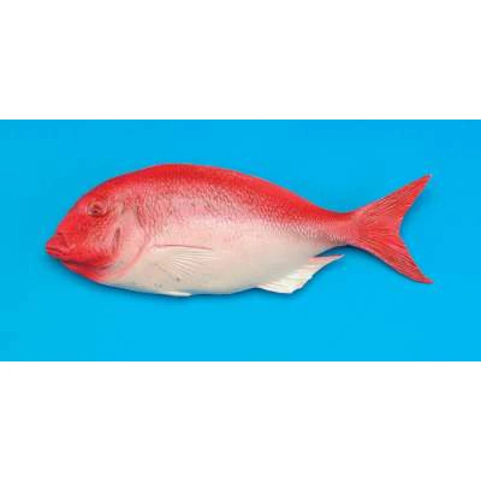 Snapper - Image 1