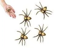 Spiders