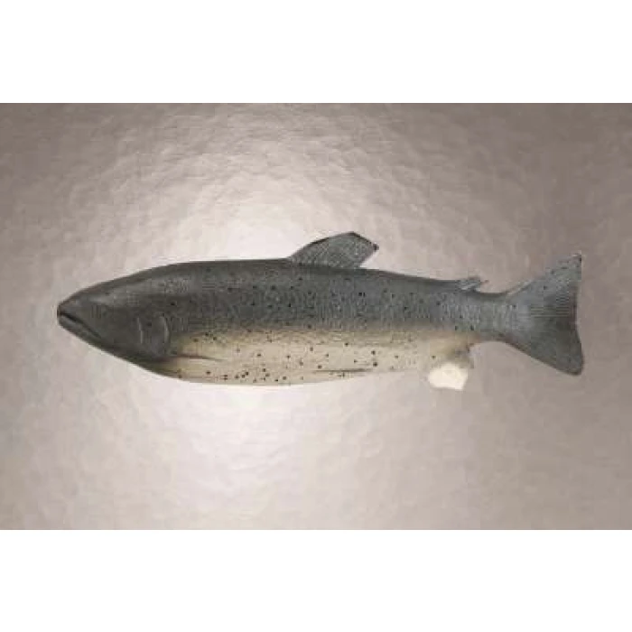 Trout - 28cm - Image 1